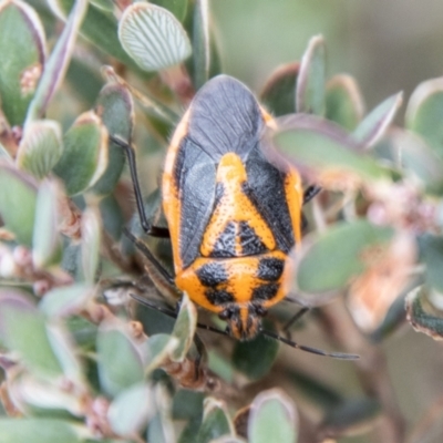 Agonoscelis rutila (Horehound bug) at Cotter River, ACT - 21 Feb 2024 by SWishart