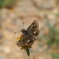 Dispar compacta (Barred Skipper) at QPRC LGA - 5 Mar 2024 by DPRees125