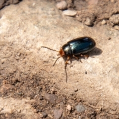 Unidentified Leaf beetle (Chrysomelidae) at Namadgi National Park - 21 Feb 2024 by SWishart