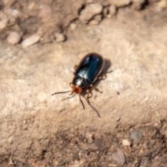 Chrysomelidae sp. (family) at Namadgi National Park - 21 Feb 2024 02:19 PM