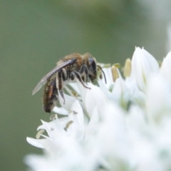 Leioproctus (Leioproctus) amabilis (A plaster bee) at Hall, ACT - 5 Mar 2024 by Anna123