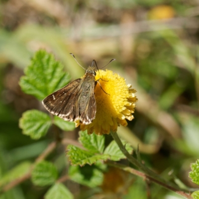 Atkinsia dominula (Two-brand grass-skipper) at QPRC LGA - 5 Mar 2024 by DPRees125