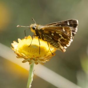 Atkinsia dominula at QPRC LGA - 5 Mar 2024