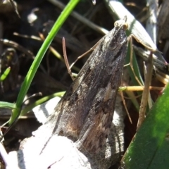 Nomophila corticalis (A Crambid moth (Spilomelinae) at Epping, VIC - 26 Aug 2007 by WendyEM