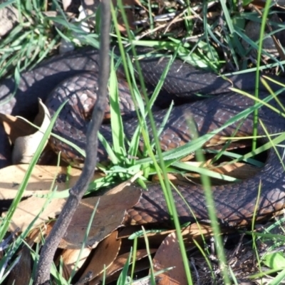 Unidentified Snake at Epping, VIC - 26 Aug 2007 by WendyEM