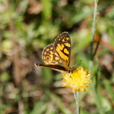 Oreixenica lathoniella (Silver Xenica) at QPRC LGA - 5 Mar 2024 by DPRees125