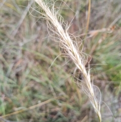 Dichelachne crinita (Long-hair Plume Grass) at Evatt, ACT - 6 Mar 2024 by WalkYonder