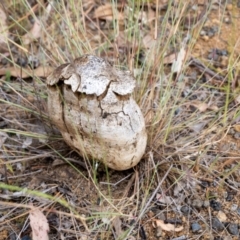 Pisolithus marmoratus (Horse Dung Fungus) at Yass, NSW - 6 Mar 2024 by androo