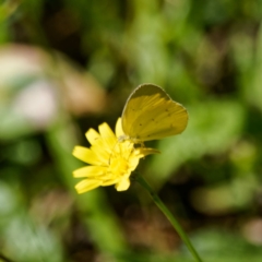 Eurema smilax (Small Grass-yellow) at Rossi, NSW - 5 Mar 2024 by DPRees125