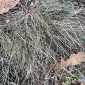 Poa sieberiana at Cooma North Ridge Reserve - 6 Mar 2024