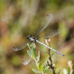 Griseargiolestes griseus (Grey Flatwing) at QPRC LGA - 5 Mar 2024 by DPRees125