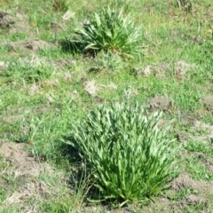 Craspedia paludicola (swamp biilly buttons) at Beveridge, VIC - 26 Aug 2007 by WendyEM