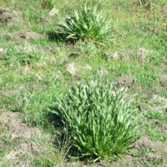 Unidentified Daisy at Beveridge, VIC - 26 Aug 2007 by WendyEM