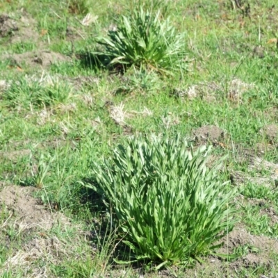 Craspedia paludicola (swamp biilly buttons) at Beveridge, VIC - 26 Aug 2007 by WendyEM