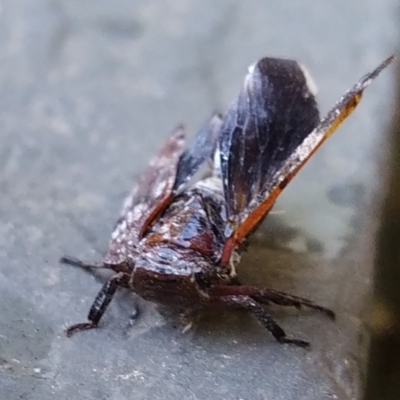 Unidentified Leafhopper or planthopper (Hemiptera, several families) at Conder, ACT - 5 Mar 2024 by pebblesplace