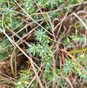 Melichrus urceolatus at Evatt, ACT - 6 Mar 2024 11:22 AM