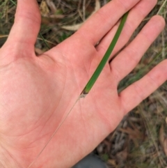 Lepidosperma laterale at Mount Majura - 6 Mar 2024 01:54 PM