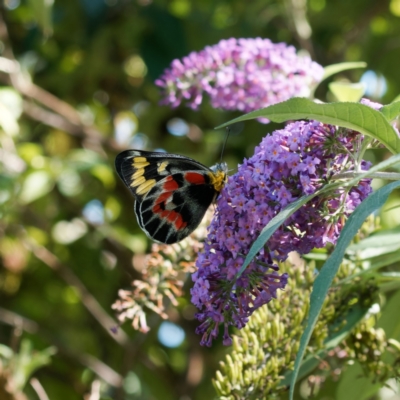 Delias harpalyce (Imperial Jezebel) at QPRC LGA - 5 Mar 2024 by DPRees125