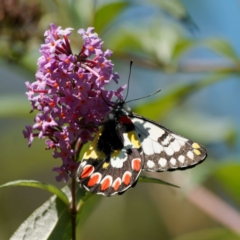 Delias aganippe (Spotted Jezebel) at QPRC LGA - 5 Mar 2024 by DPRees125