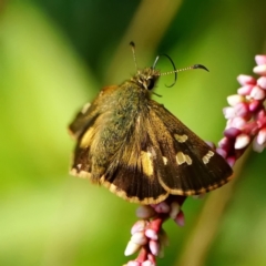 Dispar compacta (Barred Skipper) at ANBG - 5 Mar 2024 by DonTaylor