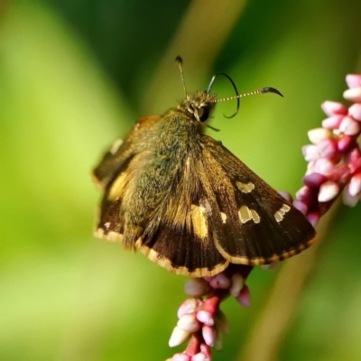 Dispar compacta (Barred Skipper) at ANBG - 6 Mar 2024 by DonTaylor