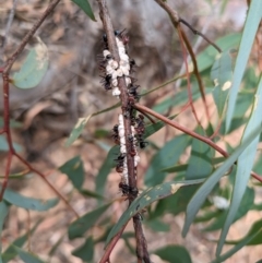 Iridomyrmex purpureus (Meat Ant) at Mount Majura - 6 Mar 2024 by WalterEgo