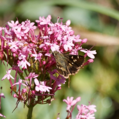 Dispar compacta (Barred Skipper) at QPRC LGA - 5 Mar 2024 by DPRees125