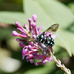 Thyreus caeruleopunctatus (Chequered cuckoo bee) at QPRC LGA - 5 Mar 2024 by DPRees125