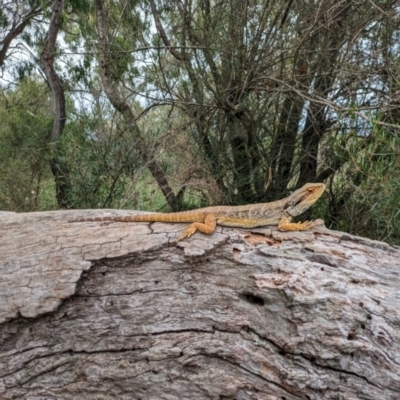 Pogona barbata (Eastern Bearded Dragon) at Mount Majura - 6 Mar 2024 by WalterEgo