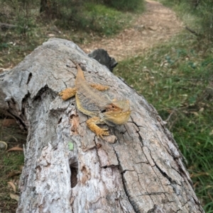 Pogona barbata at Mount Majura - suppressed