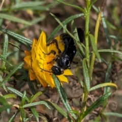 Austroscolia soror (Blue Flower Wasp) at Mount Majura - 6 Mar 2024 by WalterEgo