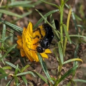 Austroscolia soror at Mount Majura - 6 Mar 2024 12:04 PM