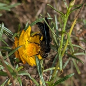 Austroscolia soror at Mount Majura - 6 Mar 2024 12:04 PM