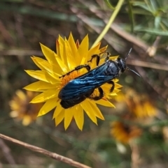 Austroscolia soror at Mount Majura - 6 Mar 2024 12:04 PM