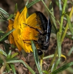 Austroscolia soror at Mount Majura - 6 Mar 2024 12:04 PM