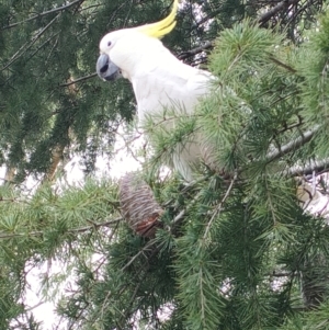 Cacatua galerita at Reid, ACT - 6 Mar 2024