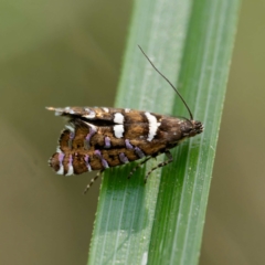 Glyphipterix amblycerella at Rossi, NSW - 5 Mar 2024 by DPRees125