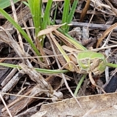 Praxibulus sp. (genus) (A grasshopper) at Flea Bog Flat, Bruce - 6 Mar 2024 by trevorpreston