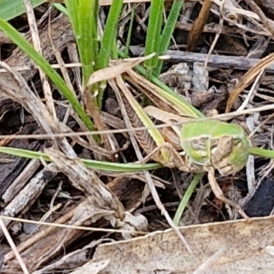 Praxibulus sp. (genus) (A grasshopper) at Bruce, ACT - 6 Mar 2024 by trevorpreston