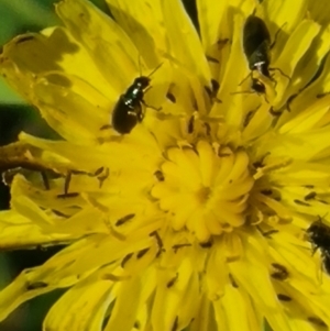 Dasytinae (subfamily) at Crace Grassland (CR_2) - 25 Feb 2024