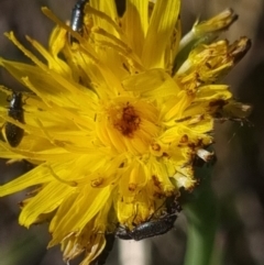 Dasytinae (subfamily) at Crace Grassland (CR_2) - 25 Feb 2024