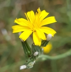 Chondrilla juncea (Skeleton Weed) at McKellar, ACT - 6 Mar 2024 by WalkYonder