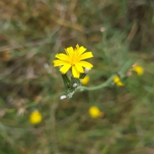 Chondrilla juncea at McKellar, ACT - 6 Mar 2024 11:29 AM