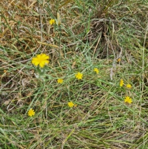 Chondrilla juncea at McKellar, ACT - 6 Mar 2024