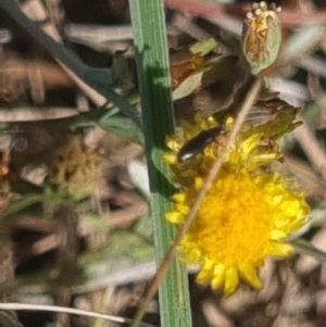 Dasytinae (subfamily) at Crace Grassland (CR_2) - 25 Feb 2024