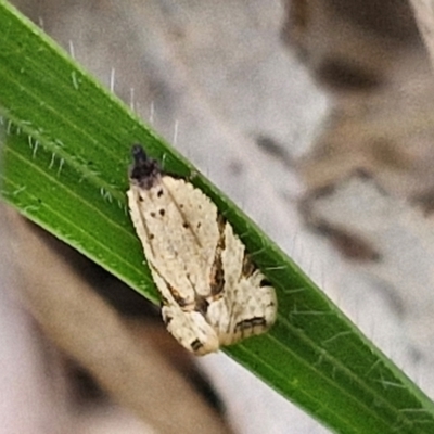 Vacuana vacuana (A Tortricid moth (Tortricinae)) at Flea Bog Flat, Bruce - 6 Mar 2024 by trevorpreston