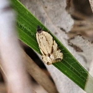 Vacuana vacuana at Flea Bog Flat, Bruce - 6 Mar 2024 05:15 PM