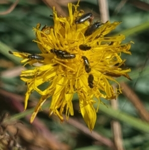 Dasytinae (subfamily) at Crace Grassland (CR_2) - 25 Feb 2024