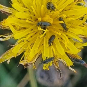 Dasytinae (subfamily) at Crace Grassland (CR_2) - 25 Feb 2024