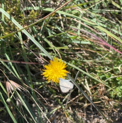 Zizina otis (Common Grass-Blue) at Crace Grassland (CR_2) - 6 Mar 2024 by MiaThurgate